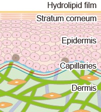 Skin section