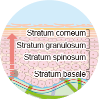 What is the function of the skin layer called the stratum spinosum?